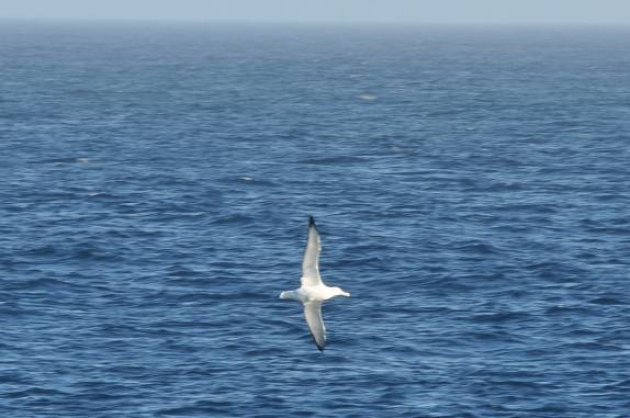 Muitas aves voam próximas do Sea Spirit no trecho entre Buenos Aires e as Ilhas Malvinas